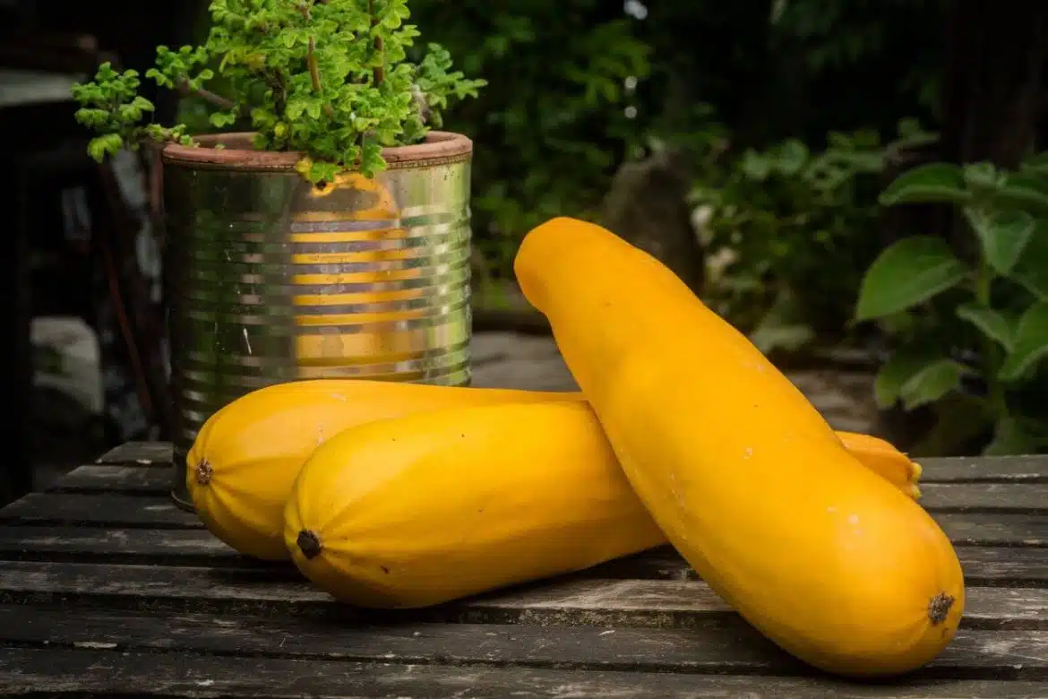 courgette jaune