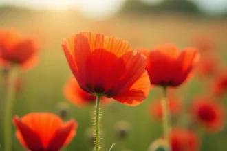Coquelicots rouges sauvages en plein champ, pétales translucides et symboliques dans une prairie verdoyante