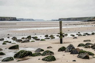 Estran rocheux à marée basse sur la côte de Saint-Brieuc avec bancs de sable découverts et mares de marée, baie des Hauts Fonds
